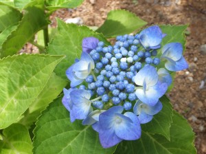 でんでんむしわんこないかなぁ・・・