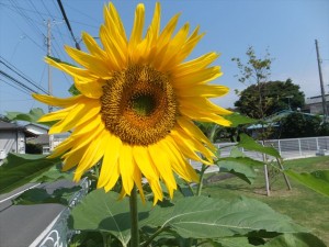 芝生広場に咲いた大輪の花、ひまわり。夏の女王様だね。