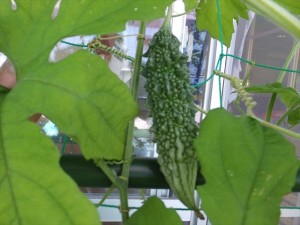 みんなのプールあそびをうらやましそうに見ているゴーヤ君・・・