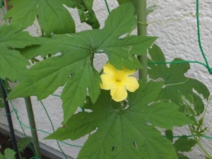 デコボコのにがーい実がなるかな？