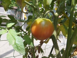 少しずつ大きく赤くなってきたね、トマトさん♪