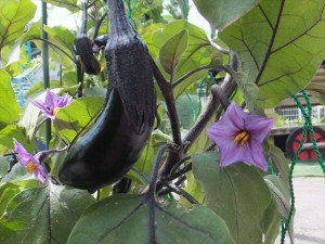 お星様の形のきれいなお花が咲いたあとはツヤツヤの茄子の実が・・・給食のおかずに加えてみんなで食べたいね。 