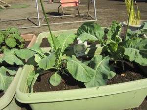 カリフラワー_R