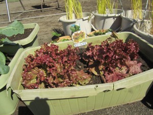 サニーレタス_R