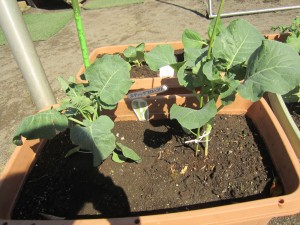 スティックブロッコリー_R