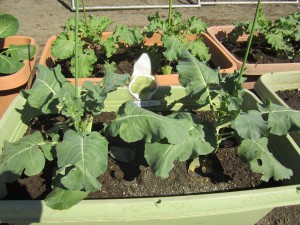 ブロッコリー_R